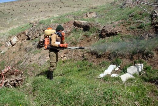 کاهش دو سوم جمعیت آفت ملخ در استان قزوین 