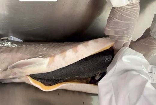 استحصال 200 کیلوگرم خاویار از مزرعه استهبان