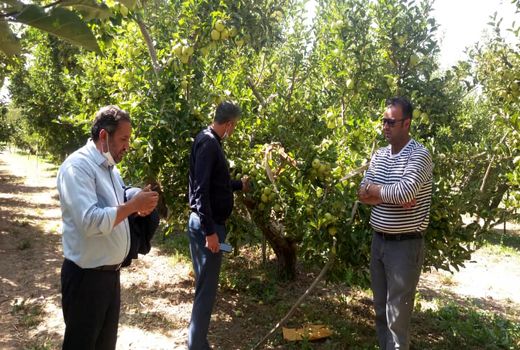 دریافت گواهی محصول سالم هشت تولیدکننده سیب و گلابی در شهرستان دماوند 