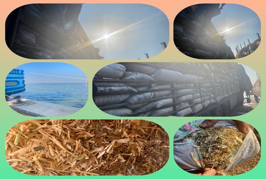 تعیین ماهیت و صادرات ۶ هزار تن کاه حبوبات در آبادان