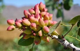 گنجینه ژنتیکی پسته؛ موتور محرک جهش تولید در طلای سبز ایران