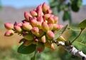 گنجینه ژنتیکی پسته؛ موتور محرک جهش تولید در طلای سبز ایران
