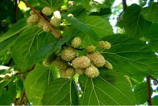 آغاز برداشت توت درختی از توتستان‌های آذربایجان غربی