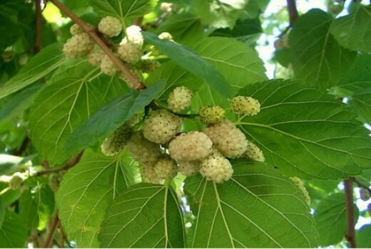 آغاز برداشت توت درختی از توتستان‌های آذربایجان غربی