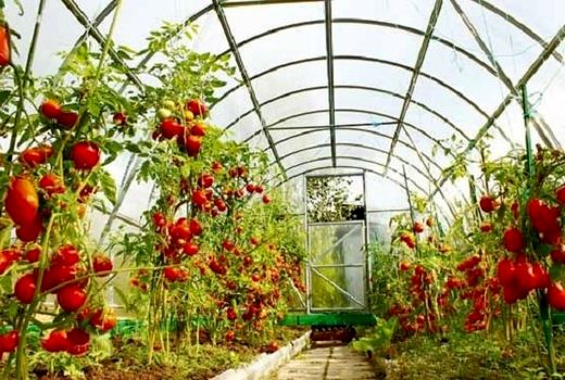 افتتاح دو  طرح  های آب و خاک و یک واحد گلخانه در شهرستان ارزوئیه به مناسبت هفته پدافند غیرعامل