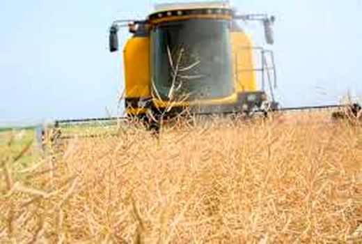 آغاز برداشت کلزا در رامشیر