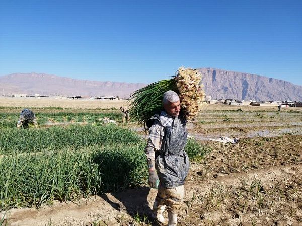 تولید سیرسبز در بیضا به 4 هزار و 800 تن رسید