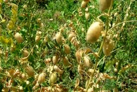 آشنایی با اصول صحیح آبیاری محصولات تابستانه در حمیدیه