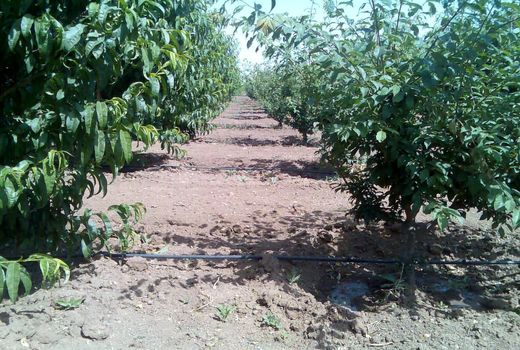 باغات استان قزوین شناسنامه‌دار می‌شوند