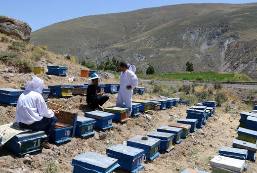 تخصیص بیش از یک تن شکر به زنبورداران شهرستان درمیان