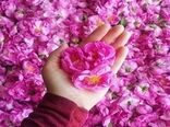 صدور موافقت اصولی برای احداث ۶ واحد فرآوری گل محمدی 