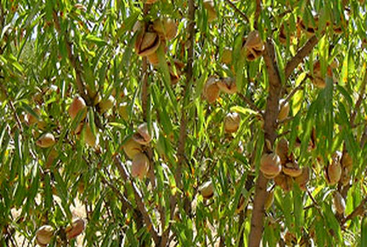 برداشت بیش از هزار تن بادام در کاشان