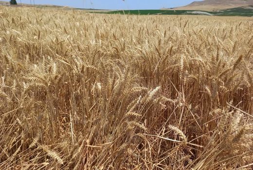 رکوردشکنی گندمکار هشترودی با برداشت 11.5 تن گندم آبی از هر هکتار