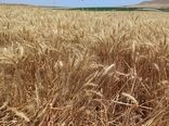 رکوردشکنی گندمکار هشترودی با برداشت 11.5 تن گندم آبی از هر هکتار