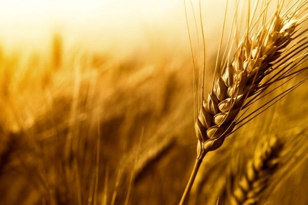 خرید تضمینی گندم به مرز ۱۰۰ هزار میلیارد تومان رسید