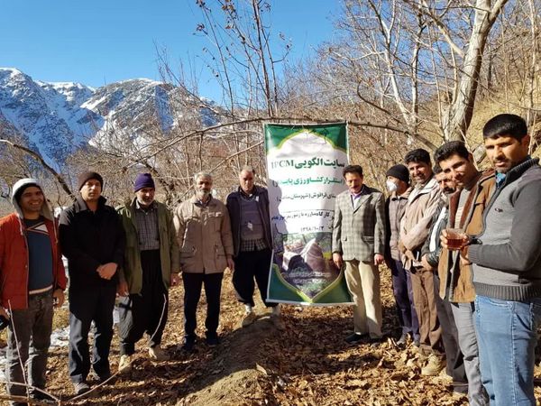  برگزاری کارگاه آموزشی جمع آوری بادام های آلوده به زنبور مغزخوار بادام در شهرستان سامان
