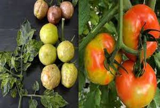 مشاهده ویروس چروکیدگی قهوه ای میوه گوجه فرنگی در گلخانه ها