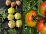 مشاهده ویروس چروکیدگی قهوه ای میوه گوجه فرنگی در گلخانه ها