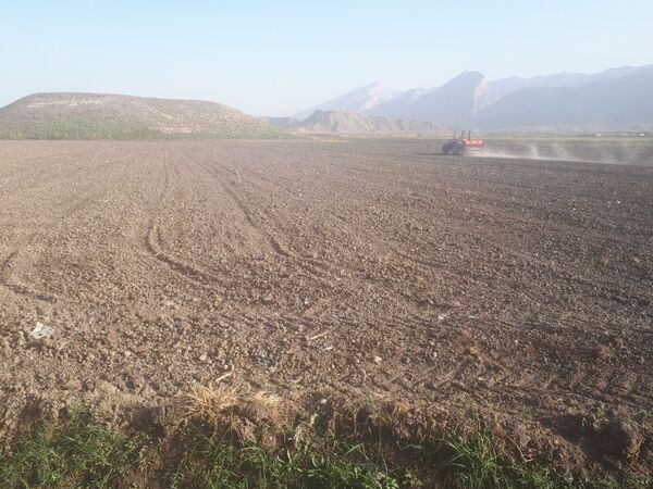 آغاز کشت دانه روغنی کلزا در  دره‌شھر 