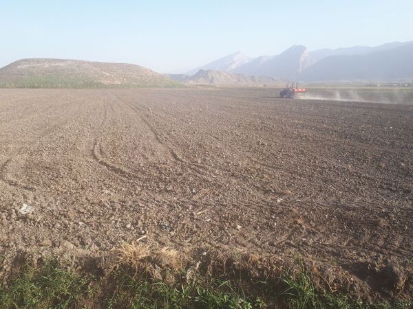 آغاز کشت دانه روغنی کلزا در  دره‌شھر 