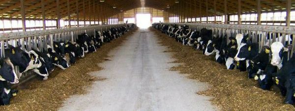 ۱۷۲ واحد تولیدی بخش کشاورزی شهرستان آبیک از تسهیلات سرمایه در گردش بهره مند شدند