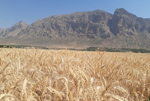 برداشت خوشه‌های طلایی گندم از مزارع پاسارگاد