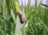 بیش از ۹ هزار هکتار از مزارع غلات ملایر سن‌زدایی شد