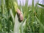 بیش از ۹ هزار هکتار از مزارع غلات ملایر سن‌زدایی شد