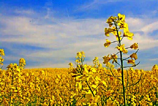 تخصیص کودهای یارانه‌ای به محصولات الگوی کشت