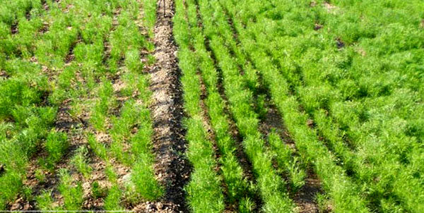 اختصاص ۴۱ هکتار از مزارع کشاورزی شهرستان البرز به کشت زیره