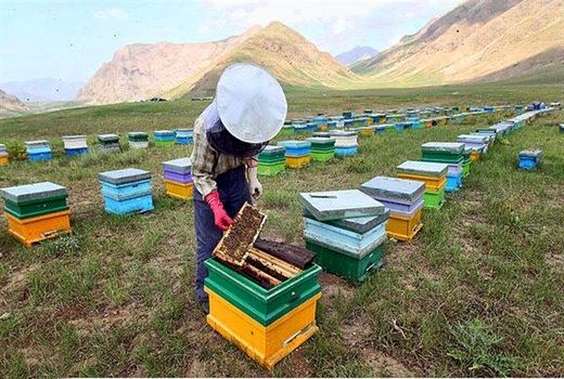 شروع آمارگیری از زنبورستان‌های خراسان جنوبی
