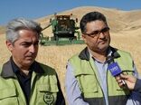 برداشت خوشه‌های طلایی از مزارع کردستان آغاز شد