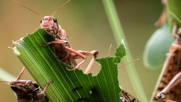 مبارزه 2700 هکتاری با ملخ‌های مراکشی