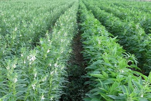 کاشت دانه روغنی استراتژیک در استان یزد 