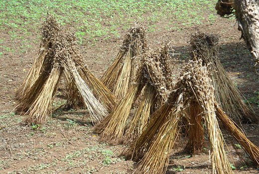 پایان برداشت کنجد مقاوم به ریزش از مزارع دزفول
