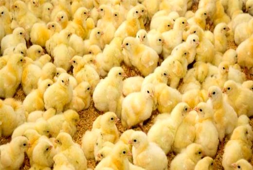 ۲۸ میلیون قطعه جوجه‌ریزی در مرغداری‌های کردستان انجام شد