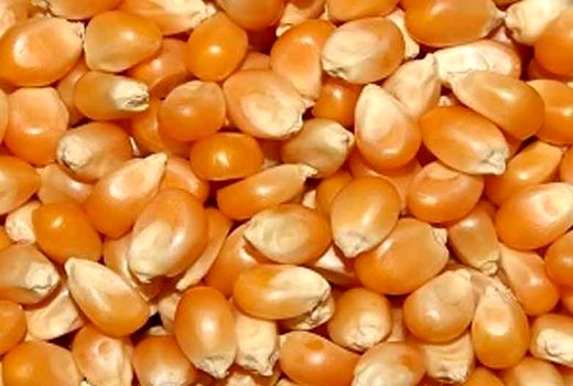 محموله ذرت خارجی قاچاق در شاهرود توقیف شد