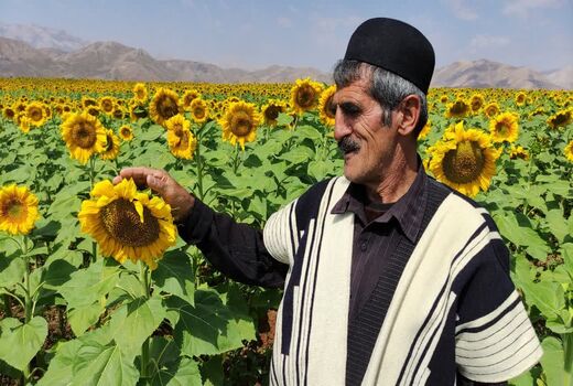 کشت آفتابگردان در ۴۰۰ هکتار از اراضی شهرستان کوهرنگ 