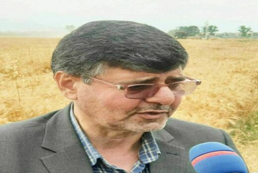 بالغ بر ۹۸ درصد وجه خرید گندم کشاورزان استان به حساب آنان‌ واریز شد