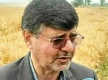 بالغ بر ۹۸ درصد وجه خرید گندم کشاورزان استان به حساب آنان‌ واریز شد