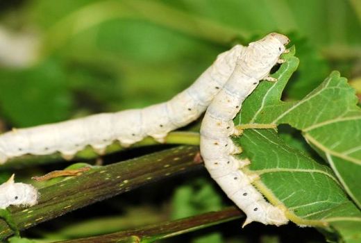مقام دوم کشوری خراسان رضوی در تولید پیله‌تر