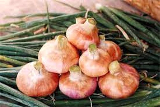 آغاز کاشت پیاز در شهرستان طارم