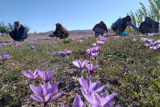  آغاز برداشت زعفران از مزارع شهرستان ورزقان