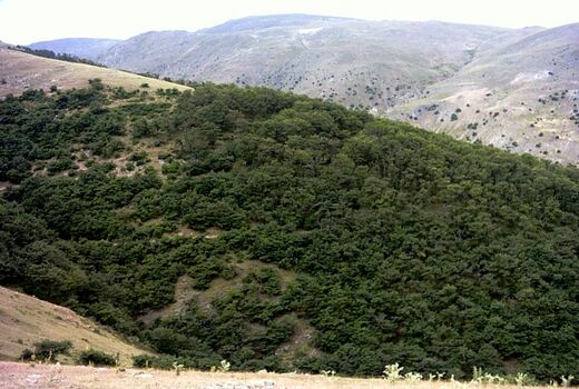 امسال 50 هزار هکتار ذخیره گاه مرتعی در آذربایجان غربی شناسایی می‌شود