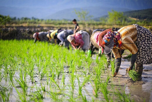 مصرف آفت‌کش‌ شیمیایی در شالیزارها کاهش یافته است