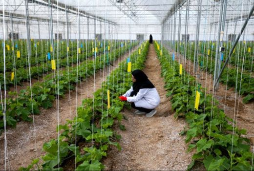 سالانه 70 درصد محصولات کشاورزی استان بوشهر بیمه می شوند