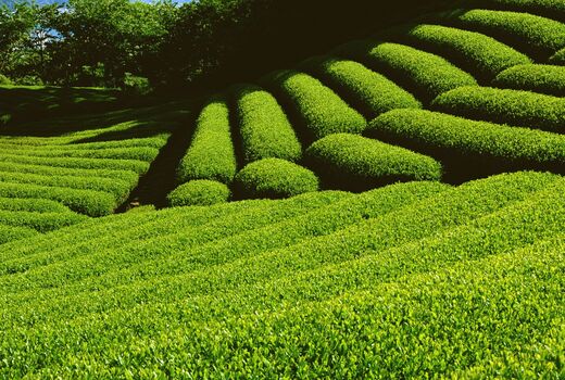 احیای ۳۵۰ هکتار از اراضی باغات چای در سال 99