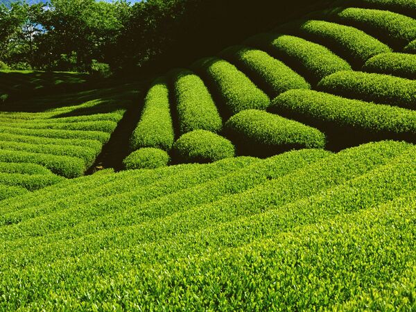 احیای ۳۵۰ هکتار از اراضی باغات چای در سال 99
