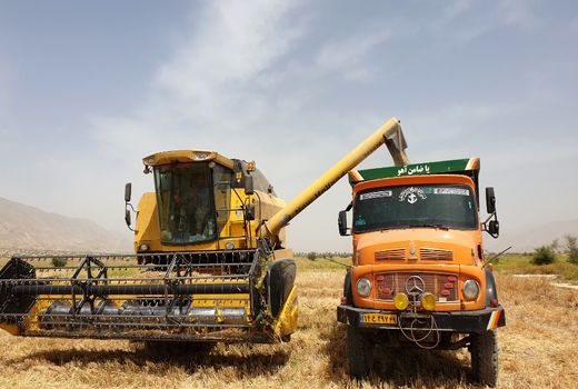 برداشت گندم در قیروکارزین آغاز شد 