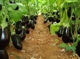 آغاز برداشت بادمجان گلخانه‌ای در شهرستان رودان
